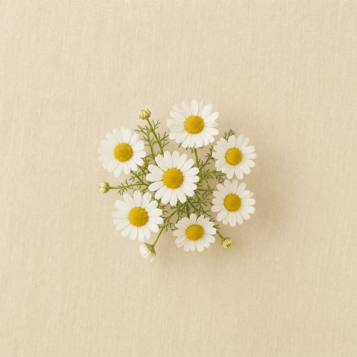 Chamomile