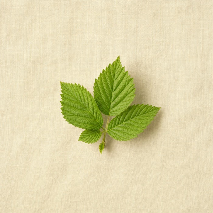 Raspberry Leaf